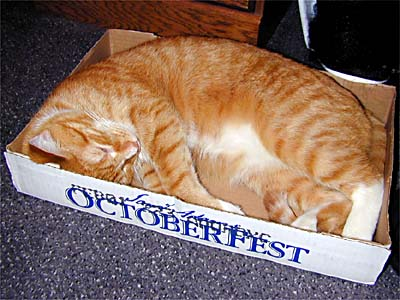 everydayng_'s tweet photo. This is Sherbert, Tom Fulp's old cat.

retweet this cat instantly https://t.co/GwiFkWDFaH
