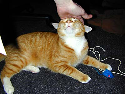 everydayng_'s tweet photo. This is Sherbert, Tom Fulp's old cat.

retweet this cat instantly https://t.co/GwiFkWDFaH