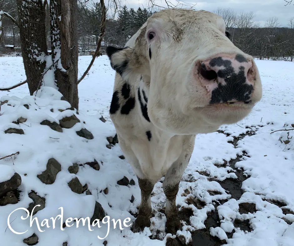 TheBarnyardNJ's tweet photo. Don't you just want to boop that nose?! ❣️ https://t.co/lWcW15n7mh