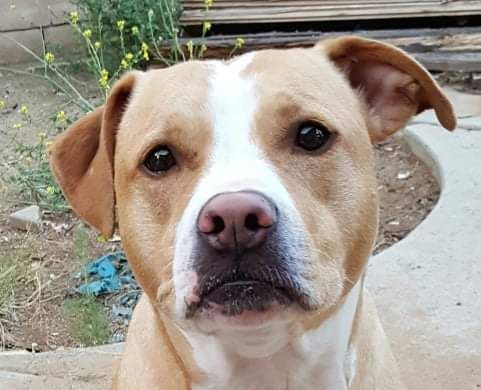 FACE_4_PETS's tweet photo. Read all about sweet pibble Bailey here and how FACE donors helped this sweet pup! #PibblePower #SavingLives https://t.co/9TJDDnlnZg