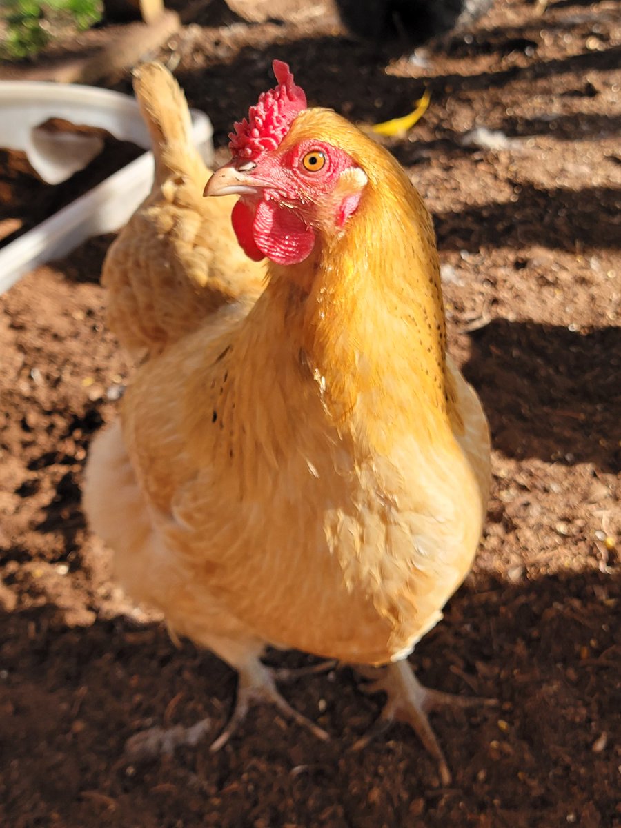 LaraHopeHayes's tweet photo. Just took this picture of my beautiful Twinkie π #chickenmom #backyardbarnyard https://t.co/1Qy9eiH7Q1