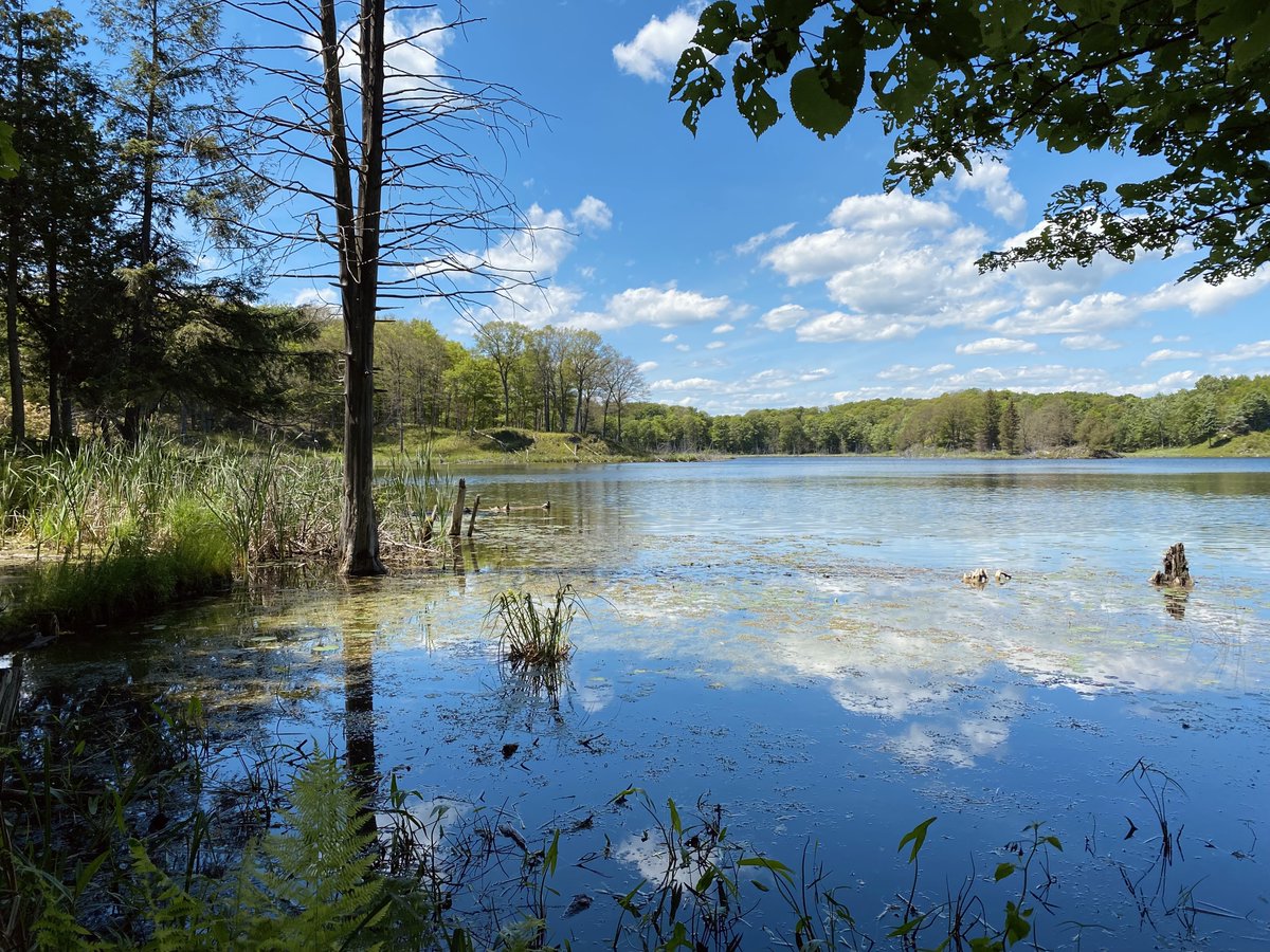 QUBioStation's tweet photo. In 2021, Chloe Robinson (https://t.co/L8102gxQVr with @QE3_Research) spent 4 months at QUBS, studying the impact of toxic oil sands on wood frog development in outdoor mesocosms. In the Spring, Chloe collected wood frogs as they migrated to breeding ponds.  #UpdatesFromTheField https://t.co/qgt3QNYjPx