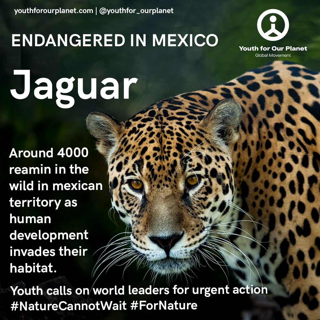 Youth for Our Planet on Twitter: Youth for Our Planet on Twitter: