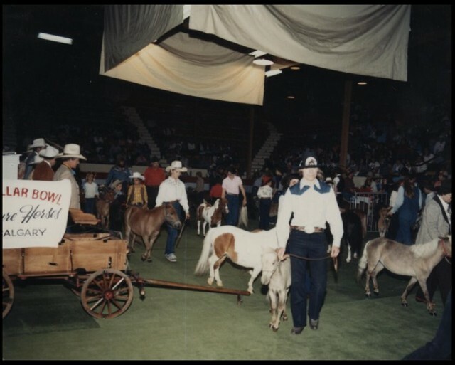 Competitors at the miniature horse show (CU130967). Courtesy of Collection, Libraries and Cultural Resources Digital Collections, University of Calgary
#calgarystampede #stampedeag #miniaturehorseshow #miniaturehorses instagr.am/p/CaC7f1-BaJS/