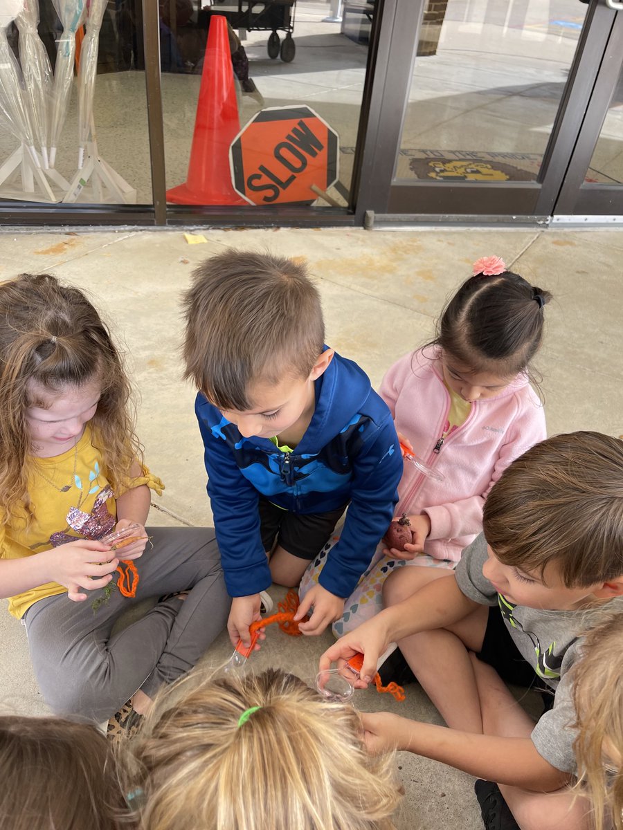 MrsMandySchaef's tweet photo. We loved exploring and learning about potatoes at Garden Day today! Thanks ⁦@readygrowgarden⁩! ⁦@Hamilton_Lions⁩ #hamiltonpride https://t.co/sgR825olRU