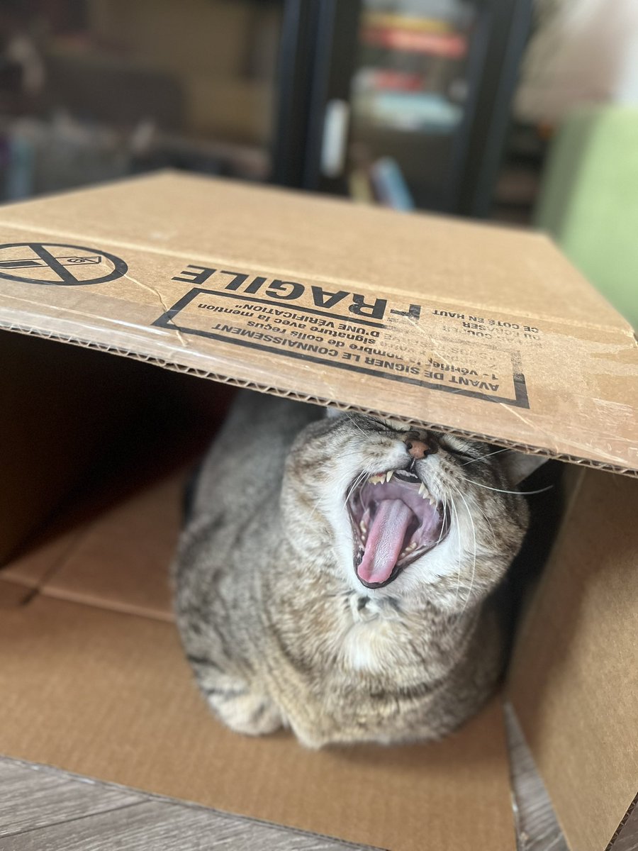 matchagrenon's tweet photo. cats 🐈 in box 📦 https://t.co/Wdf639iEtg