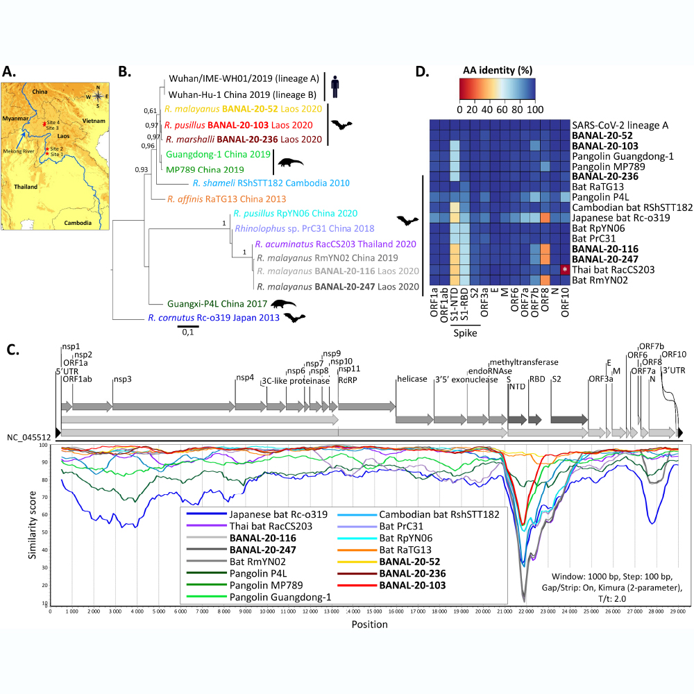 A <a href="/Nature/">nature</a> paper describes coronaviruses that are genetically similar to SARS-CoV-2, identified within bat populations in northern Laos. The study suggests that these novel bat coronaviruses may have a potential for infecting humans. go.nature.com/3HYbnlP