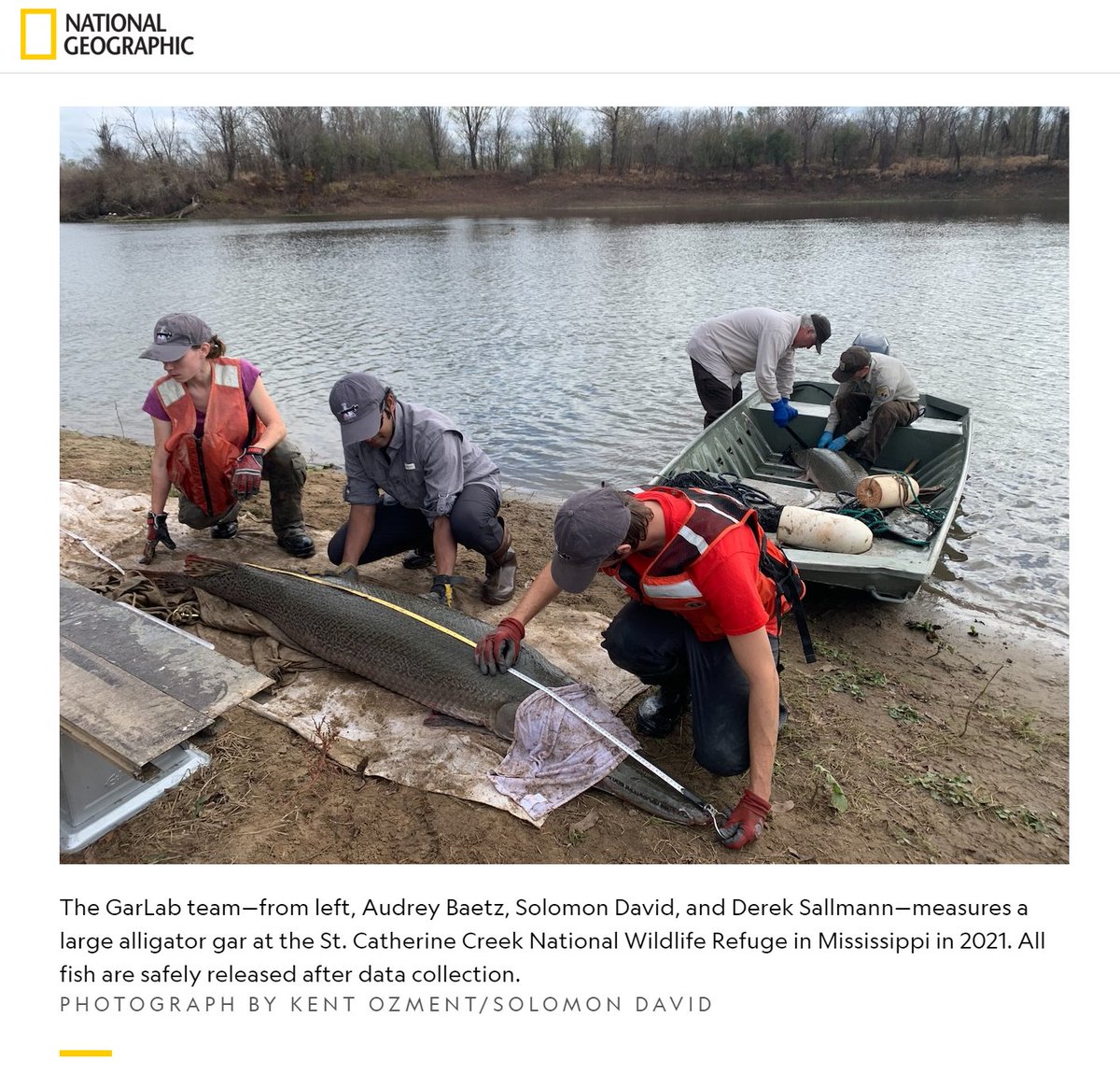 SolomonRDavid's tweet image. National GeoGARphic!!!
"A new discovery could help save this 10-foot-long 'living fossil' fish" nationalgeographic.com/animals/articl…

Our latest publication, led by #GarLab alumna @Atfredri is featured @NatGeo! Story by @bittelmethis also includes broader Alligator Gar conservation efforts!