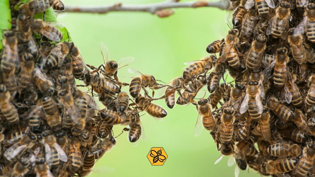 BeeManBuzz's tweet photo. Handling bees can be dangerous and requires proper suits and equipment, experience, and expertise.
Hiring a professional to remove bees makes it safer for people and animals in surrounding areas.
#thebeeman #beemanbuzz #beetips #beedangers #beeremovalservice https://t.co/ildCZhoC4Q