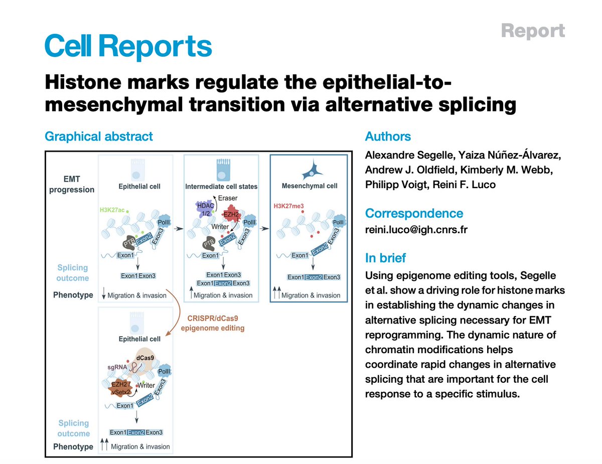 Yaiza_Nunez_Alv's tweet photo. So happy to see out our latest work!!! An amazing intra and inter lab collaboration to show that locus specific epigenetic dCas9 induced histone modification changes are sufficient to change alternative splicing and change cell phenotype! @IGH_MTP https://t.co/9Po28IqUrS