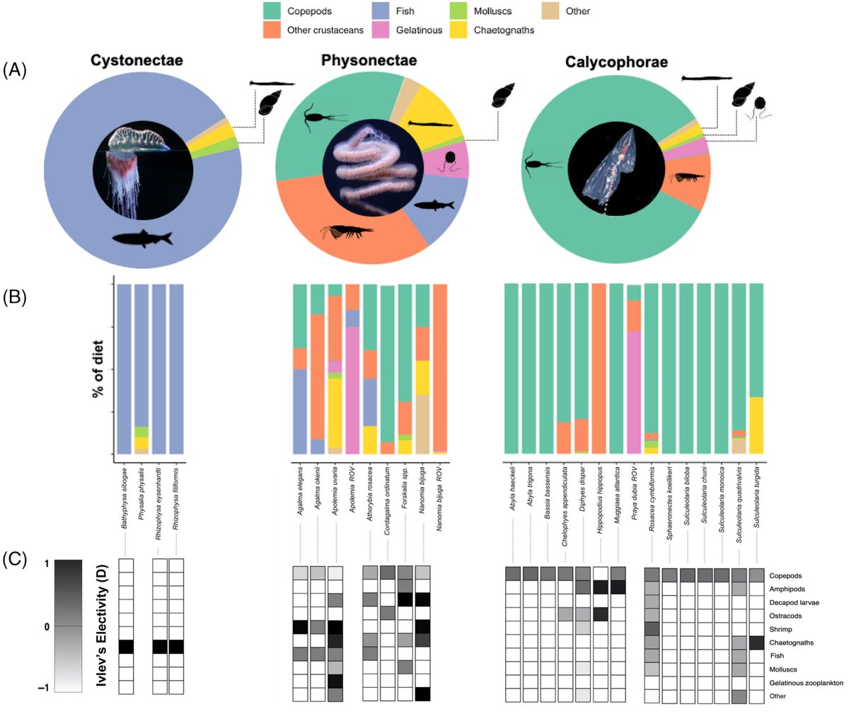 planktomancer's tweet image. Cystonects like the Portuguese man-o-war are highly specialized in fish prey and calycophorans are primarily specialized in small crustaceans. Physonects are a morphologically-diverse, paraphyletic group comprised of generalists and specialists on different prey types. #siphweb