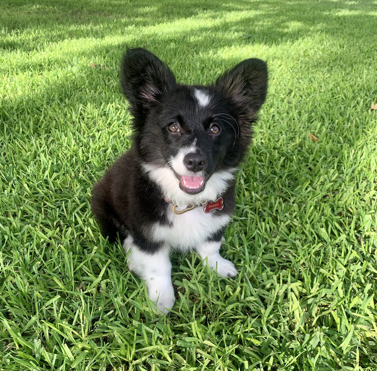 thedumbestmfb's tweet photo. Today is my Bonnie girl’s 1st birthday!!! https://t.co/tSiTmFnYTq