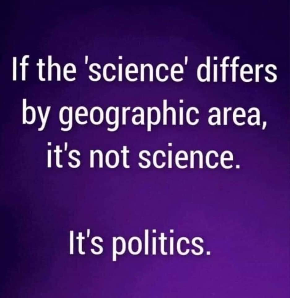 A border collie,dachsund, horse 🐎 tweet media