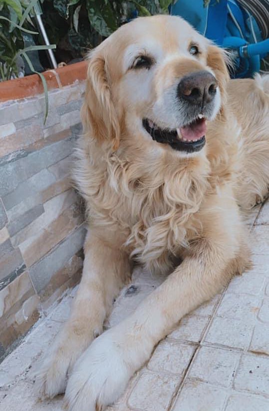 Yaizzarh's tweet photo. Ya no saben ni dónde buscarla🆘
#Perdida en #Tenerife se llama #Molly y tiene 11 años 🙏😪
Desapareció en Arafo pero puede estar en cualquier parte! 
¡POR FAVOR,si alguien ha podido👀o has visto alguna persona con un #perro con estas características últimamente 
Su familia está💔 https://t.co/aM72KGBlWT