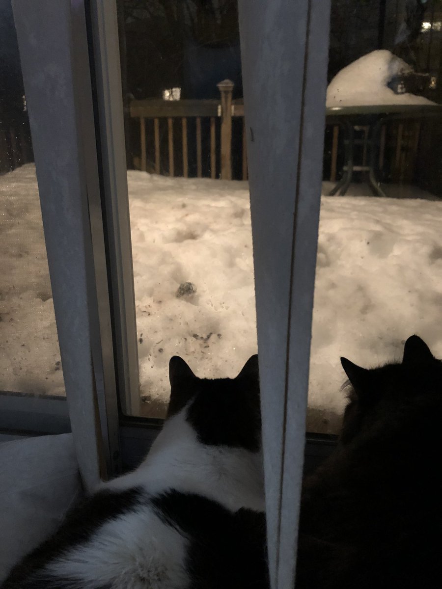 DevinaBrowning's tweet photo. @zeldawilliams Here are my (indoor) kitties watching a mouse friend on our back deck. https://t.co/g5G9e4uXse