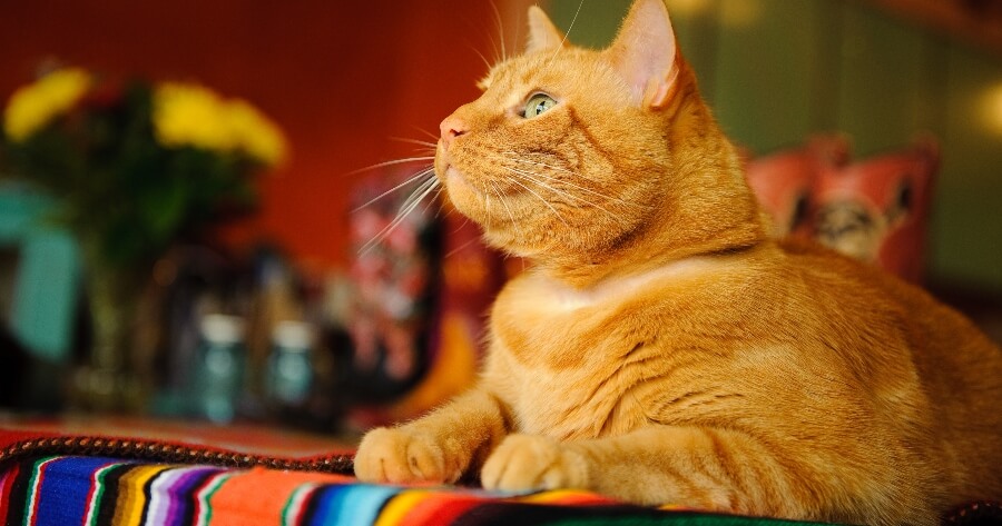 rmiimer's tweet photo. ¿Sabes por qué se les dice #Michi a los #gatos?🐈Actualmente está de moda llamarles así a los mininos, pero esta palabra viene de las lenguas nativas de México. En Náhuatl: #Miztili | Maya: #Miis | Purépecha: #Misitu y la más similar a michi se desprende del otomí:#Mixi😺. https://t.co/wWEYD4OaqO