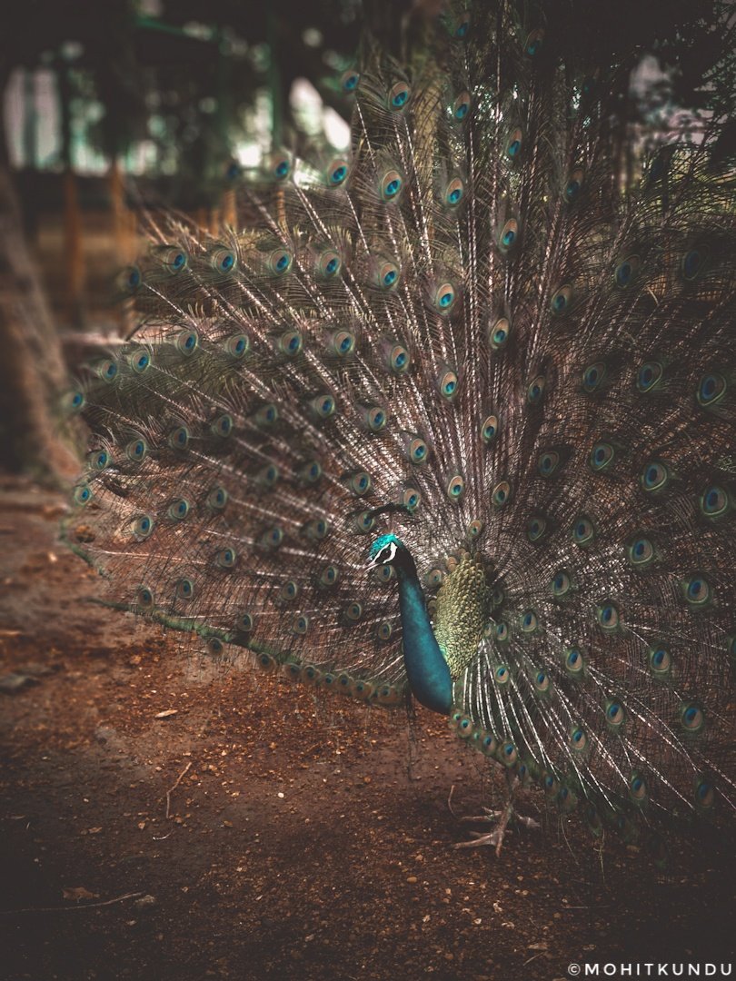 <a href="/ericteichmiller/">Eric Teichmiller</a> A few of my wildlife shots. Hope you like them! 🐾