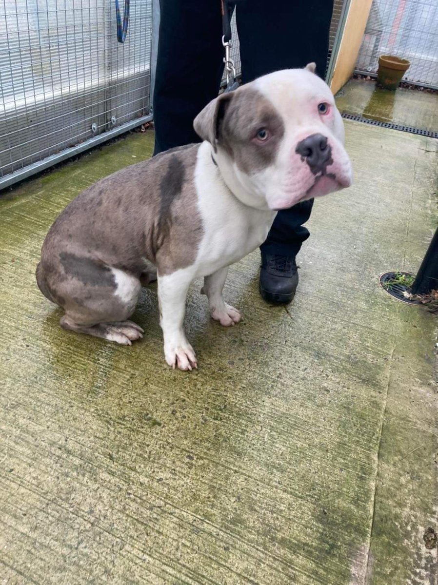 MissingPetsGB's tweet photo. 🐕 #founddog This dog was found in the Broken Scar area of #Darlington on Wednesday 16th Feb 2022. He is microchipped and enquires are ongoing. If he is your dog  or you know where he lives please contact Customer Services on 01325 406999 Ref 219/21

https://t.co/oHbDSD9bIv https://t.co/UzABvG5MvW