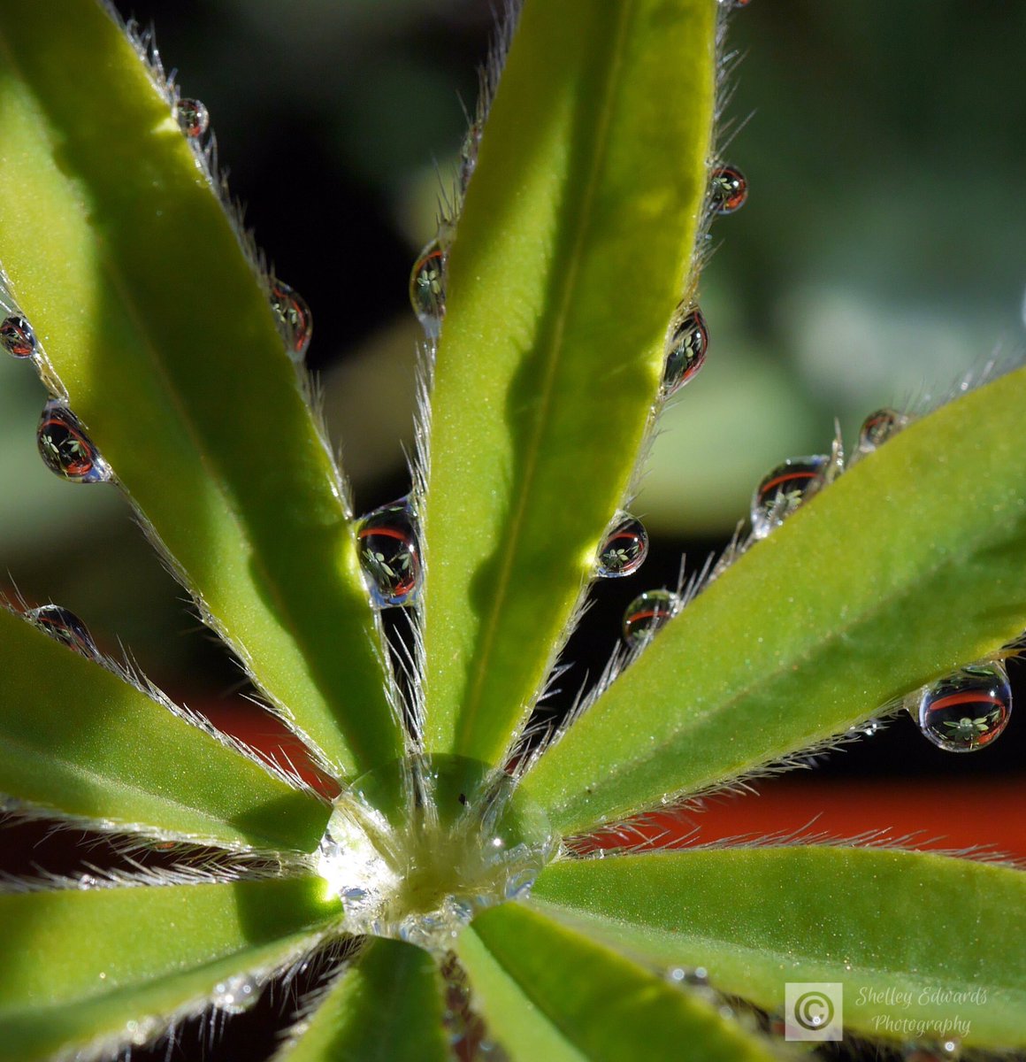 eshelleyk's tweet photo. Too many WaterDrops , donโt you think ๐ค #photography #macrophotography #WaterDropPhoto #seedling #pots https://t.co/5KbduwI9lV