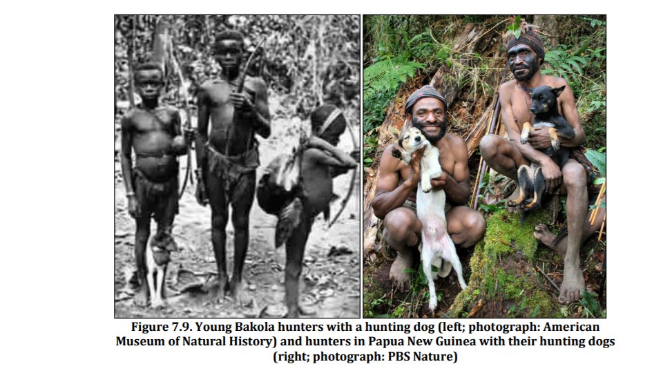 Trey_Explainer's tweet photo. found a cool paper discussing the bond between humans and dogs and it has some of the most wholesome figures I have ever seen https://t.co/cTOEqivTpB