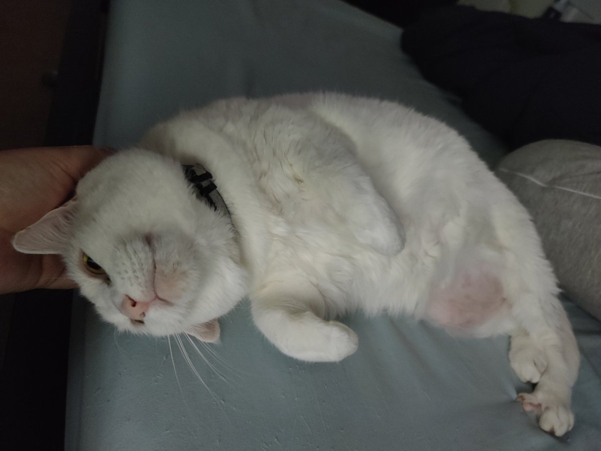 Plutogenic 👽🐊⚜️🏳️‍🌈 tweet media