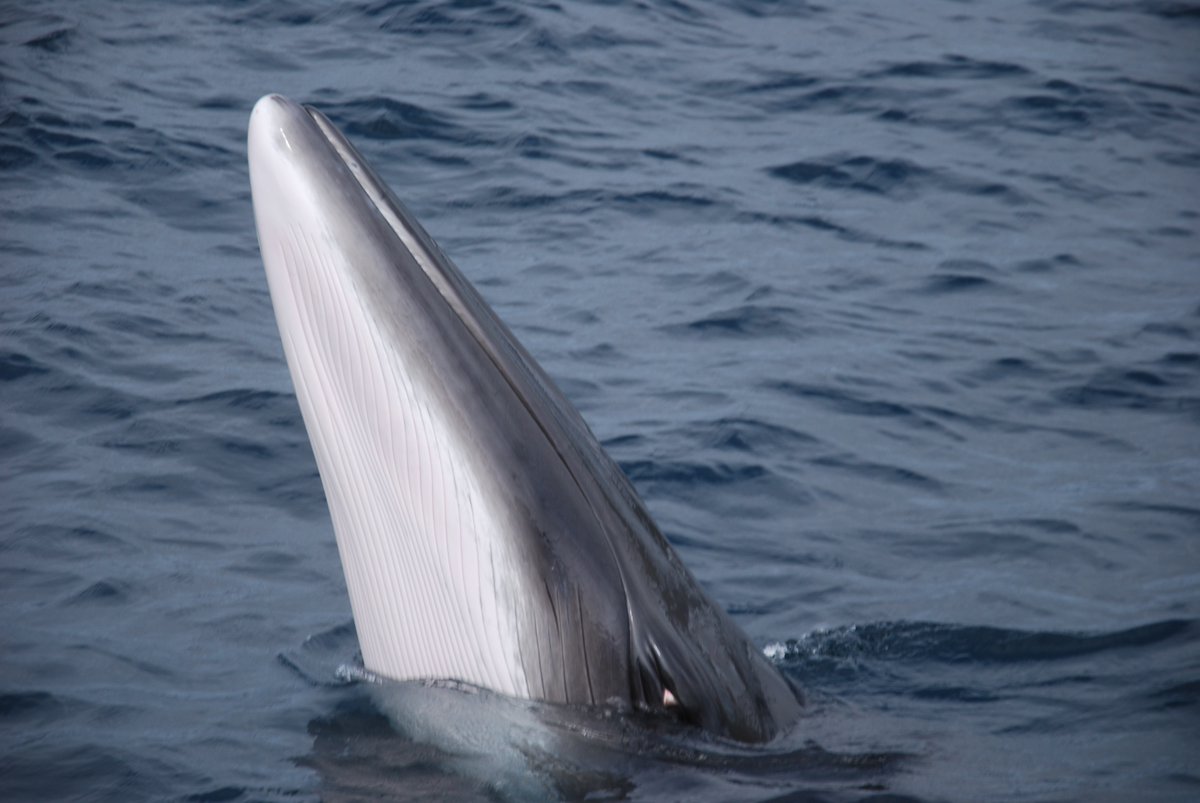 KatJanowicz's tweet photo. #Whales eat #plankton, help phytoplankton grow and produce #oxygen, and sequester #carbon. All cetaceans—whales, #dolphins, #seals, #sealions—and other #marinelife are our allies in the struggle to stop #GlobalWarming.   #ChasingZero 

#WhaleWeek #ClimateChange #SeaBlindness https://t.co/LxLc0KEBPM