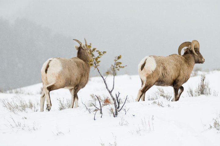 You can see all of the animals better in the winter when you go on our snowmobile or van trip with our SCENIC SAFARIS!  Scenic-Safaris.com #wyoming #jacksonhole #animals #winter #vantours #snowmobiletours
