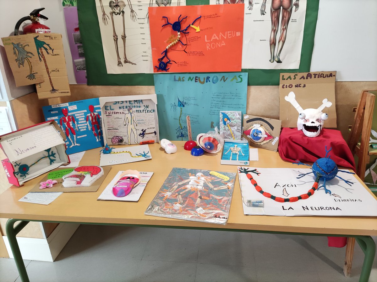 Conocemos el cuerpo humano, alumn@s de quinto de primaria