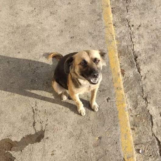 PerroUsuario's tweet photo. URGE #AYUDA RT @volknsoni: #𝐁𝐚𝐫𝐪𝐮𝐢𝐬𝐢𝐦𝐞to Perrita se encuentra en la esquina de la calle 37 con 15 cerca de un taller que está ahí, la gente le dan comida a veces pero ya está por parir. NECESITA REFUGIO PRONTO ESTA POR PARIR 🥺😭😭 https://t.co/bKFGkrlCCp