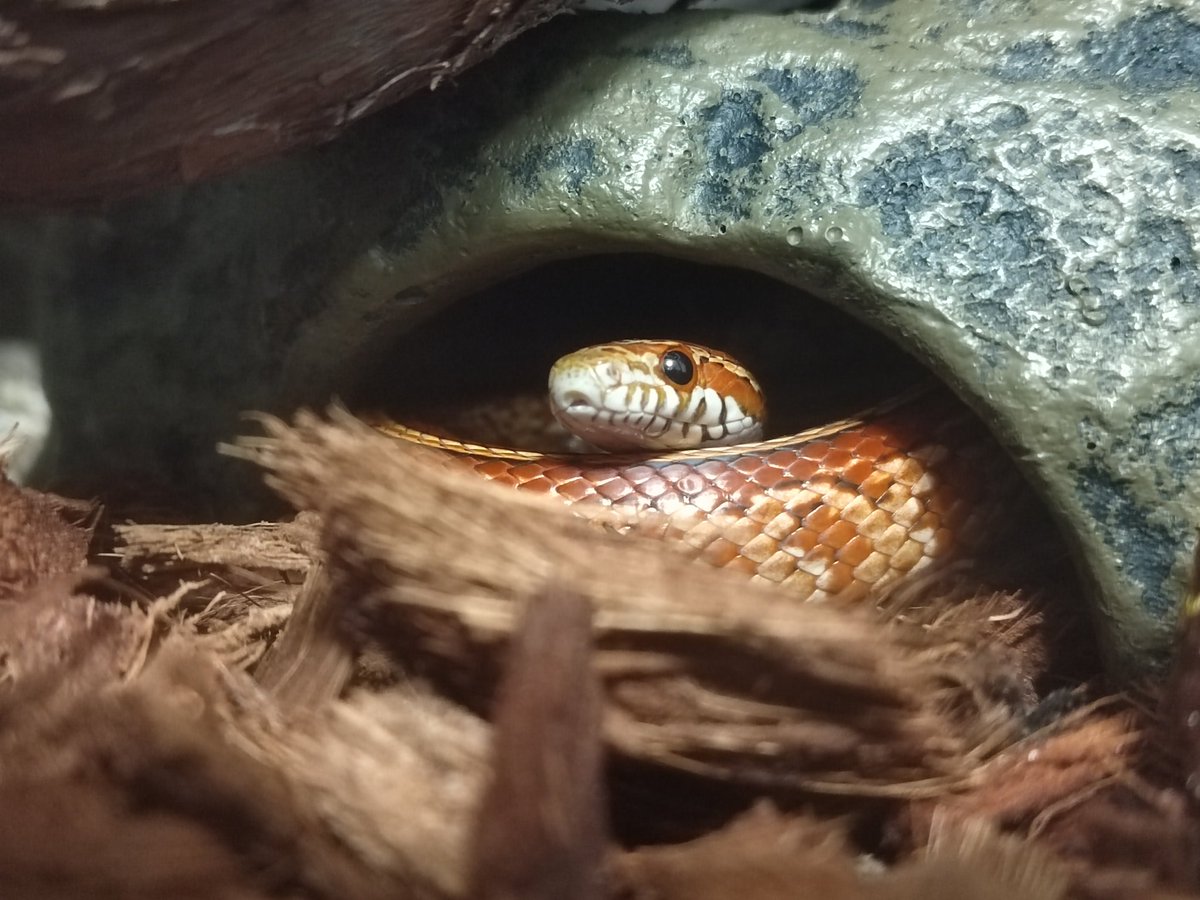 alegrimm2's tweet image. My precious boii