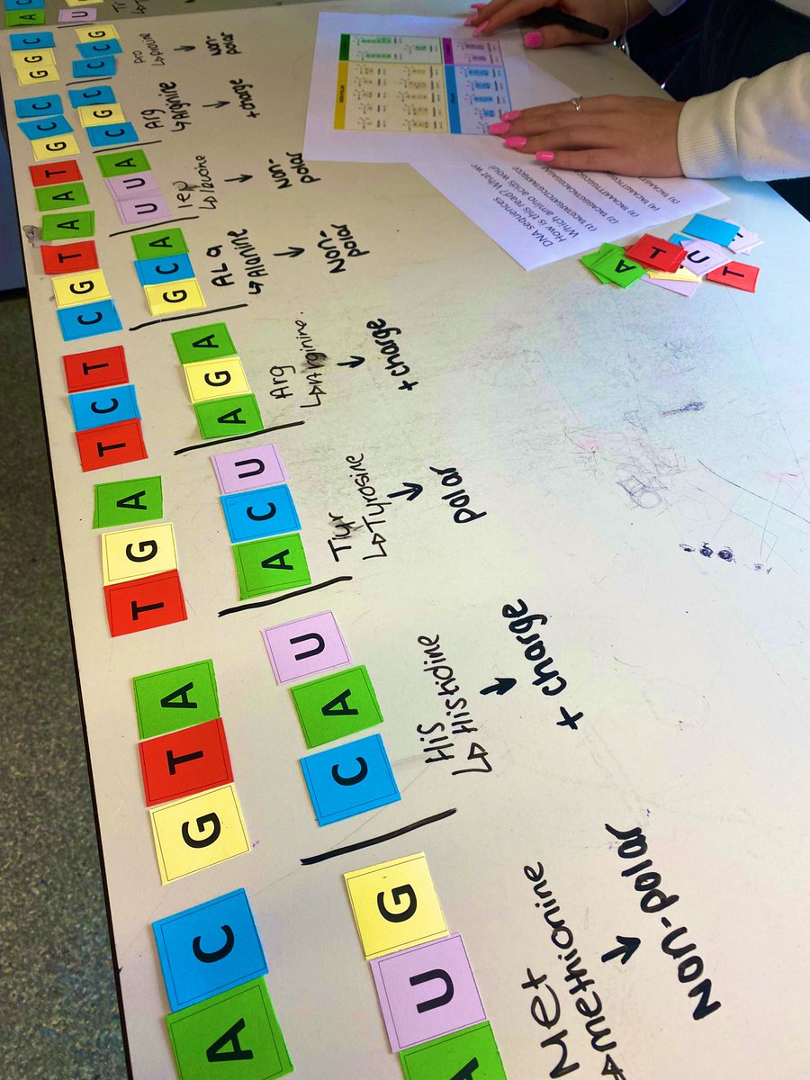 MAScience1's tweet photo. Year 12 explored our genetic code in A-L Bio today. DNA ▶️ mRNA ▶️ protein. Link to bonding in 3• structure. Did you know we share this with cucumbers, spiders, giraffes, snakes and potatoes? @MerchantsAc  @VenturersTrust @chatbiology @victoriastarkie https://t.co/66T3kALhVn