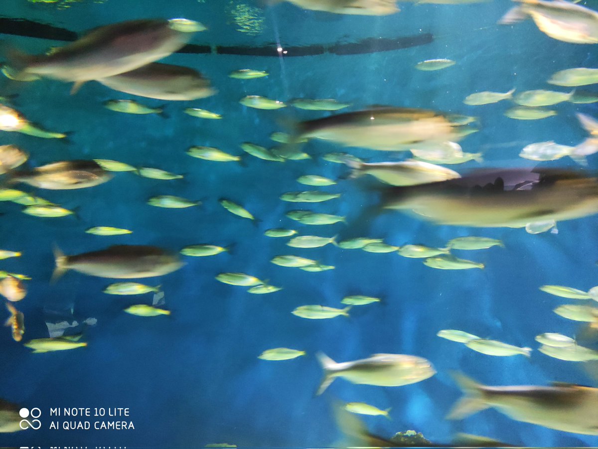 annejordan_'s tweet photo. Semaine de la transmission aux étudiants 🐟🐟🐟
▶️14/02: intervention pour l'asso @100000e #masterI #instdeslanguesetcommerceinternational #témoignage #parcourspro
▶️16/02: cours aux #masterII #histoiredelartpatrimoineetmusées @UnivPoitiers #mécénatculturel
#TrouverSaVoie🎯 https://t.co/a9IGP4IIwb