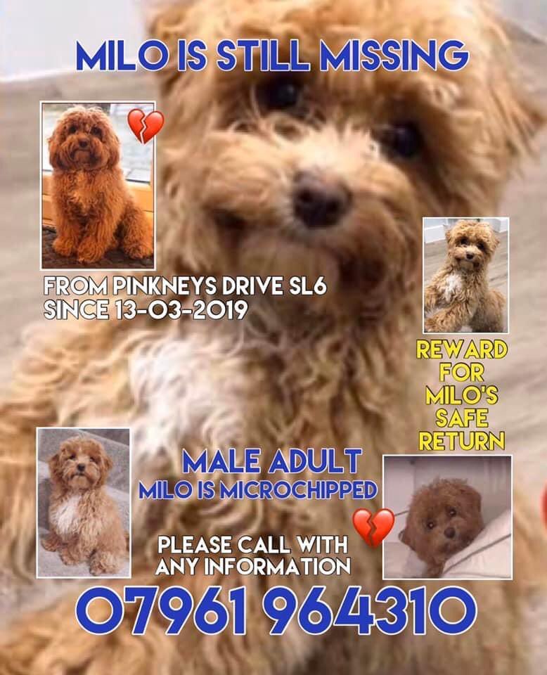 janice_adams3's tweet photo. Unfortunately Milo is still missing😢
My heart goes out to your beautiful family 
Your family will never stop looking for you &amp; will always keep your face &amp; name out there 
Please RT Milo everywhere 
It only takes one person to see Milo 
@MissingPetsGB @thedogfinder https://t.co/KG6j07l8rs
