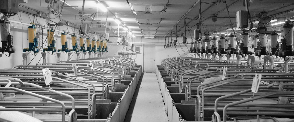 From feeder costs to feed palatability, here are some of the hot topics to think about when you are choosing the right sow feeding system for your #farrowing rooms.
jygatech.com/farrowing-feed……
#feedingsystem