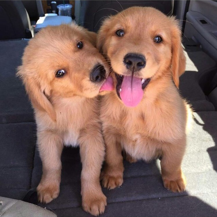 Dinomite🦖🧨 (@dinogodwhale) on Twitter photo 