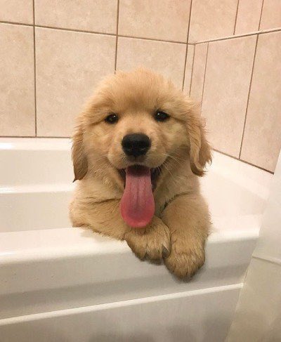 Dinomite🦖🧨 (@dinogodwhale) on Twitter photo 