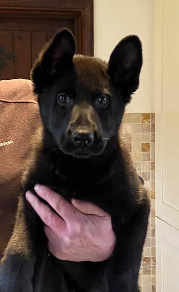 Catello German Shepherds (@CatelloGSD) / Posts / X