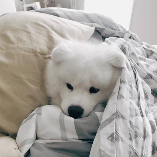 Dinomite🦖🧨 tweet media