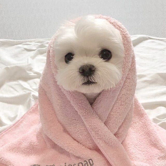 Dinomite🦖🧨 (@dinogodwhale) on Twitter photo 