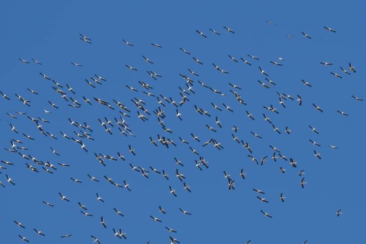 Med_Migration's tweet photo. We're back for a 3rd Season! Nice start with a site record day for the white stork. https://t.co/GOnazii3oM
#birdmigration #vismig https://t.co/3Wux2TAWa2