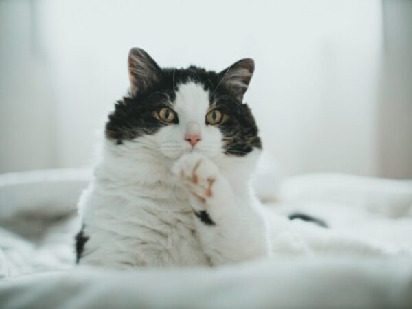 Katzenworld Blog tweet media