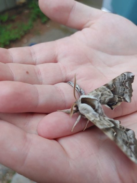 moths_daily's tweet image. 