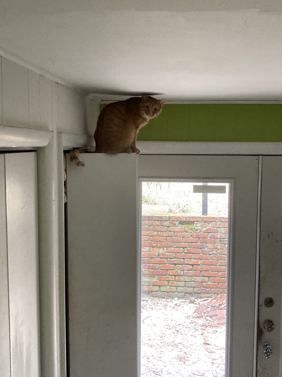 Becca2bBarnes's tweet photo. I always feel like somebody’s watching me!
Casserole is mad because his boy is outside working on his car.
#cat
#catsoftwitter
#stalkerkitty https://t.co/Hb9VYewR8H