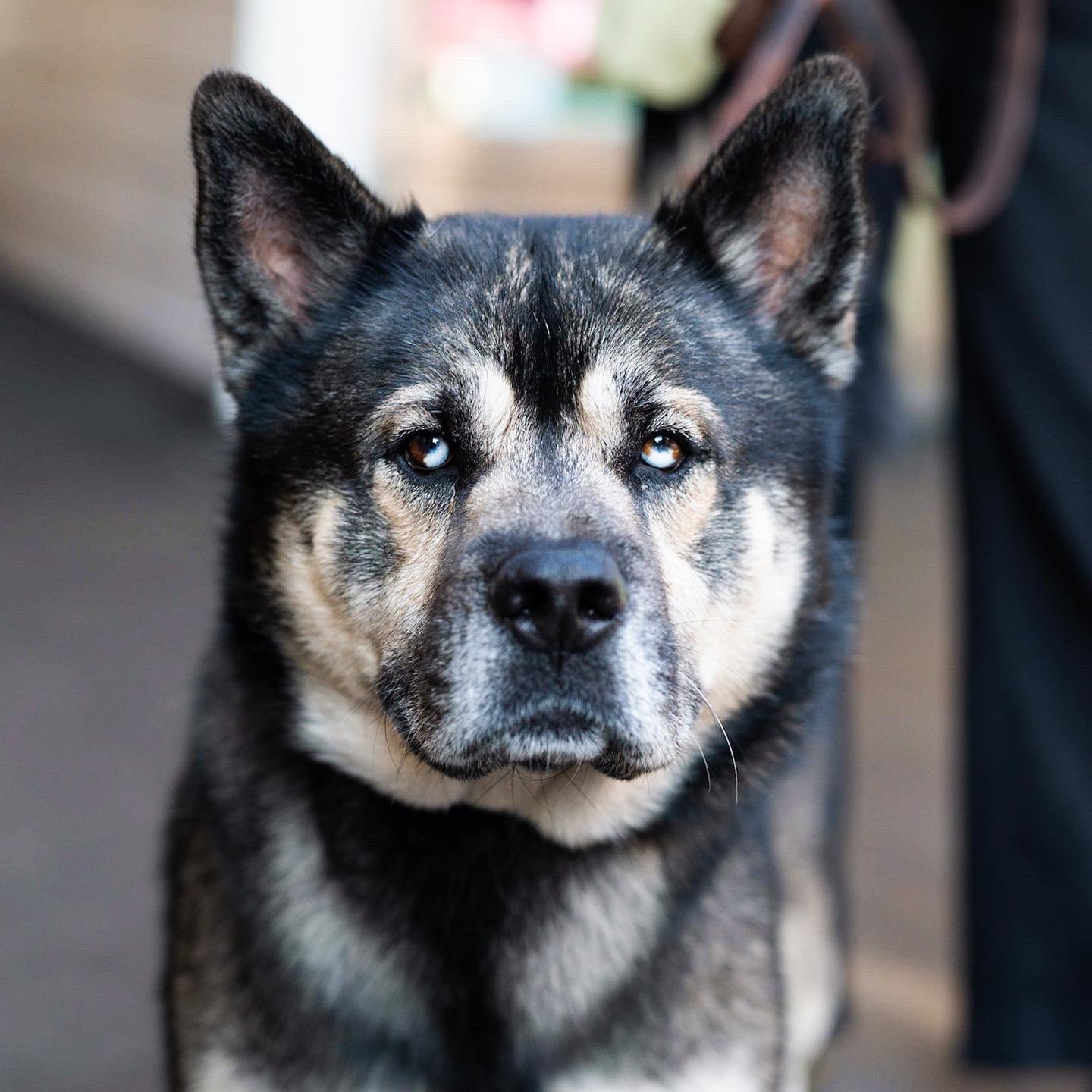 The Dogist on X: 