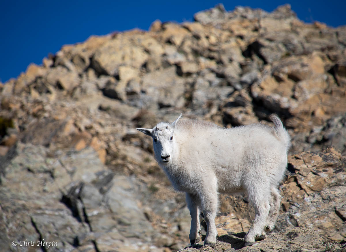 ChrisHerpin's tweet photo. #mountaingoat #goat #mountains #montana #montanamoment #photography #WildlifeWednesday #wildlifephotography #naturelovers #NaturePhotography  #getoutside #PicOfTheDay https://t.co/MDehI1tUde