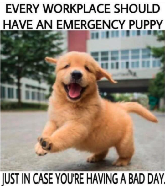 kevinknebl's tweet image. ツ #brilliantidea #canthurt