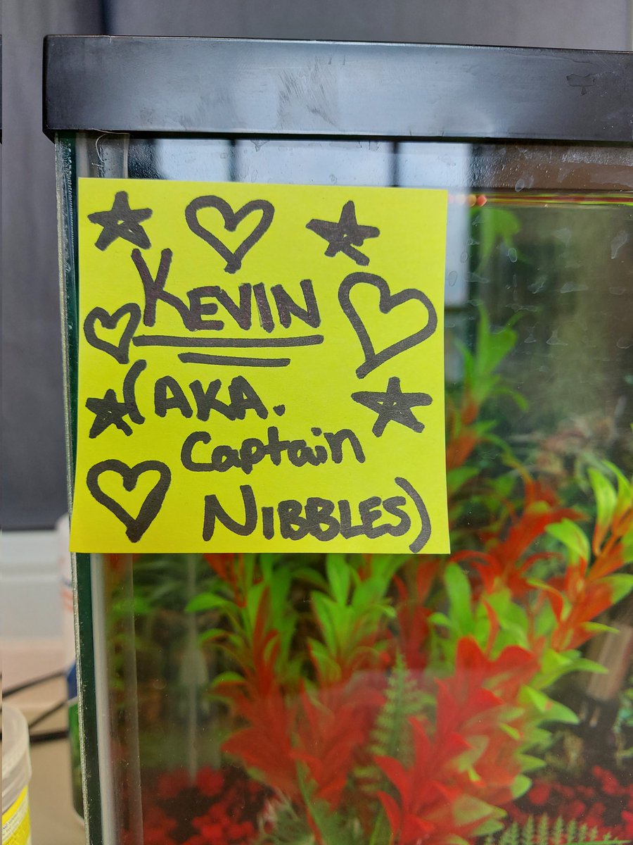 MrsB2719's tweet photo. Welcome to our QM Remote team Kevin! Our Grade 4 friends are THRILLED about our new friend Betta Fish Kevin ❤🖤 @QueenMaryHwdsb #HWDSB #WeLOVEYouKevin https://t.co/T1jlu8ZOTr