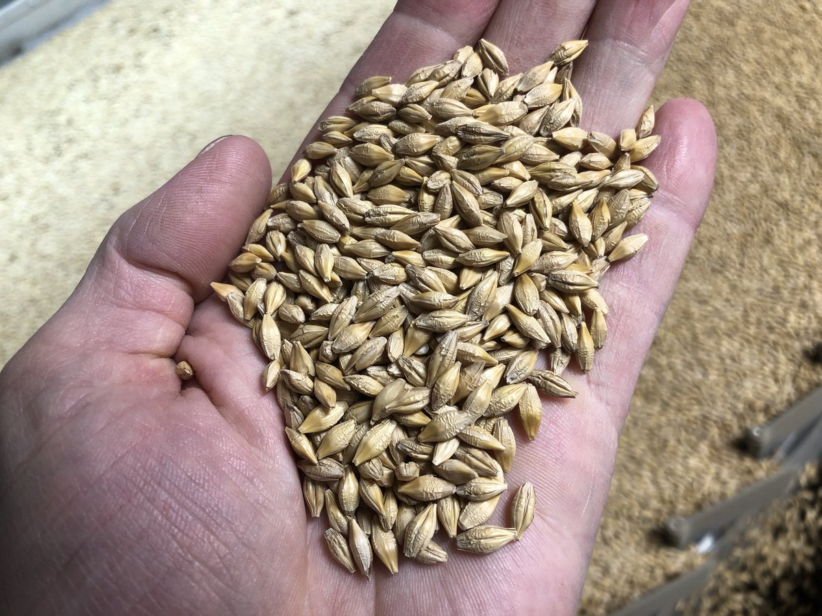 Mmm cleaning beer seeds 🤤. Bill Coors 100