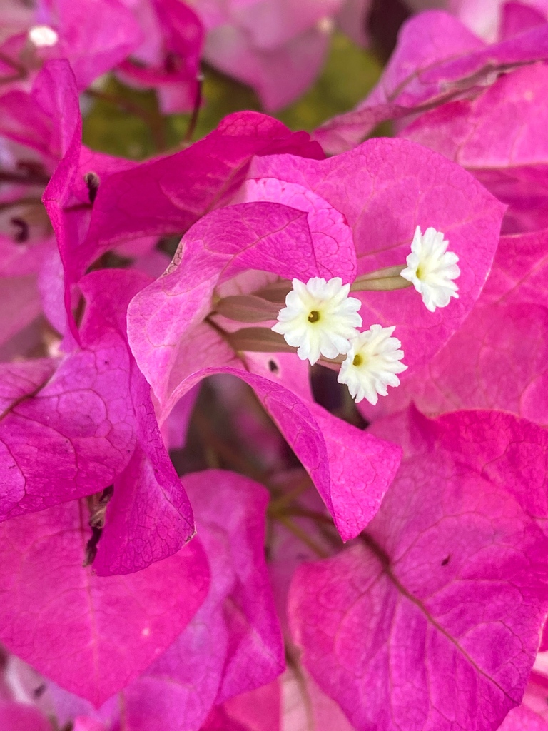 Soil2Soulutions's tweet photo. Find the beauty inside your heart you'll see it everywhere around you.
#flowers #flowerbloom #flowerphotography #colorsinnature #earthhealing #natureappreciation #flowerbliss #flowerblessings https://t.co/eZaDWD9Uec