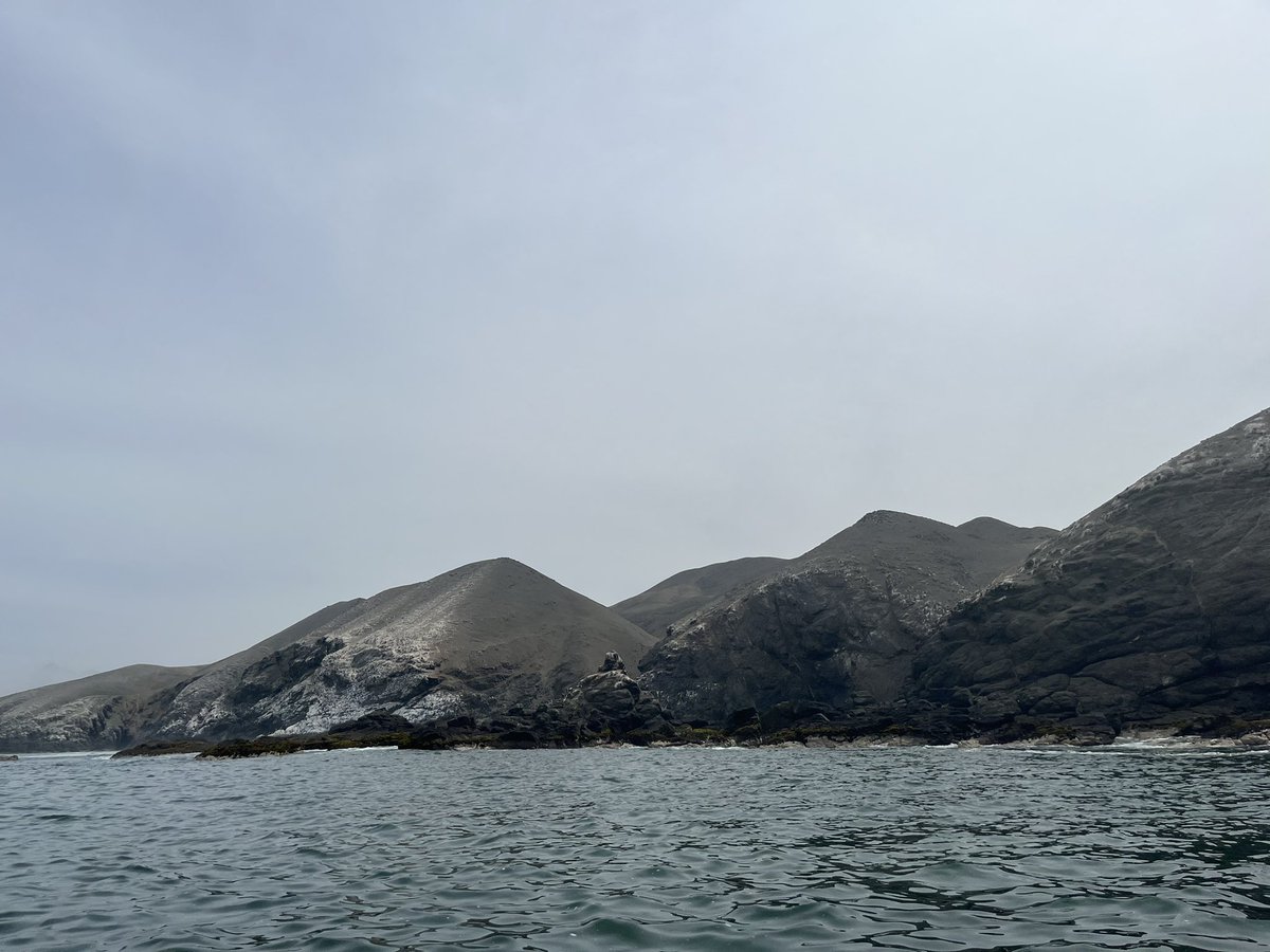 Dan Smale (@dansmale1) on Twitter photo Day 4 <a href="/KELPER_Project/">KELPER Project</a> field trip in Peru. Two new sites, lots of Eisenia forests but also common urchin barrens. Samples collected and processed in our pop-up weed lab π€£π€£π€£ π΅πͺ βοΈ π π± 𧬠π₯Ό Day 4 <a href="/KELPER_Project/">KELPER Project</a> field trip in Peru. Two new sites, lots of Eisenia forests but also common urchin barrens. Samples collected and processed in our pop-up weed lab π€£π€£π€£ π΅πͺ βοΈ π π± 𧬠π₯Ό